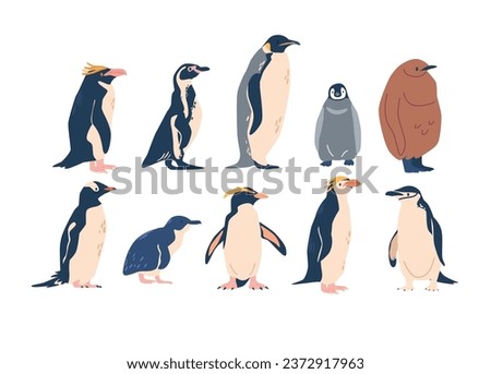 Penguins Various Species, Emperor, Adelie, Gentoo, Rockhopper And King Penguins. They Vary In Size, Habitat And Markings