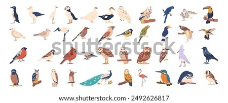 Large Vector Collection Of Various Bird Illustrations Includes Species Like Owl, Penguin, Parrot And Swan, Toucan