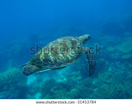 Green turtle - pacific ocean, Philippines