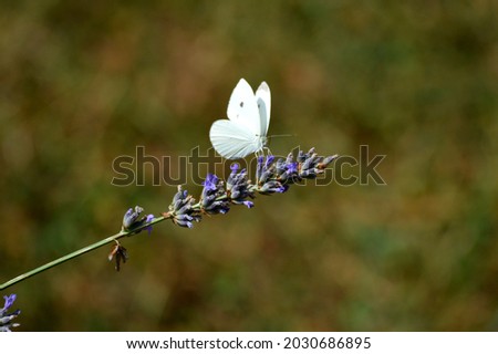 Similar – Image, Stock Photo A butterfly on lavender flower
