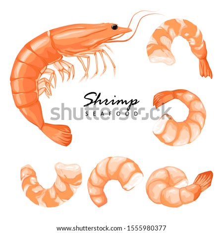 Shrimp prawn icons set. Boiled Shrimp drawing on a white background. Collection shrimp, shrimps without shell, shrimp meat. Realistic vector illustration