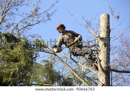 An arborist cutting a tree with a chainsaw