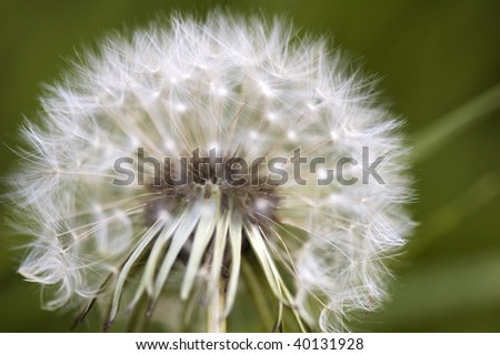 A dandelion head up close on a green background