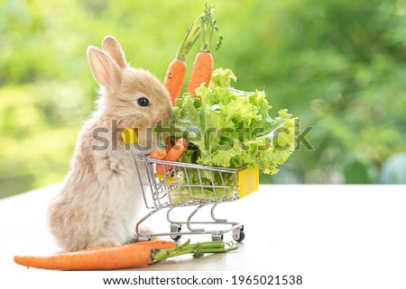 Lovely bunny easter fluffy baby brown rabbit love to eat  carrot is holding shopping cart full of green vegetable, carrots, on nature background. Delicious healthy green good food. Healthy lifestyle.
