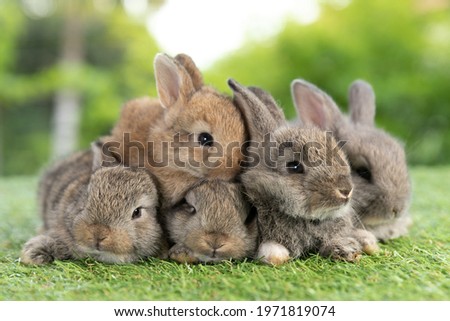 Group of healthy Lovely bunny easter fluffy brown rabbits, Adorable baby rabbit on green garden nature background. The Easter brown hares. Close - up of a rabbit.
