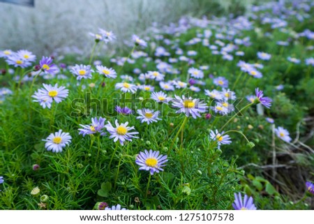 Similar – Image, Stock Photo Blue daisy, Brachyscome multifida from Australia