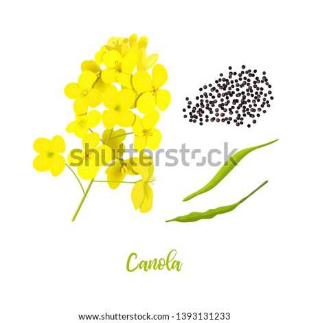 Image, Stock Photo Yellow golden canola field in the summertime