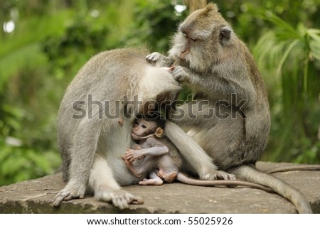 Family of monkeys on island Bali