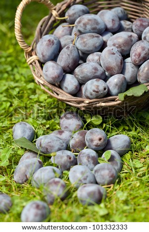Damson plums (Prunus insititia)