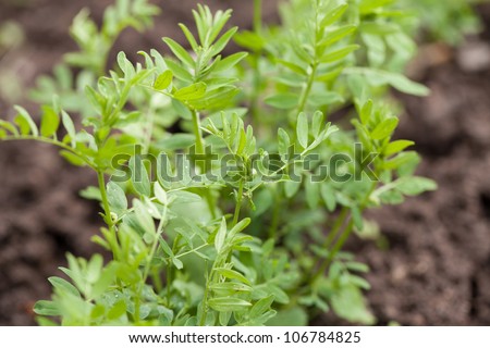 Lentil plant (Lens culinaris)