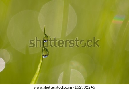 Blade of grass with raindrops