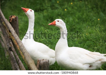 Angry geese in the garden