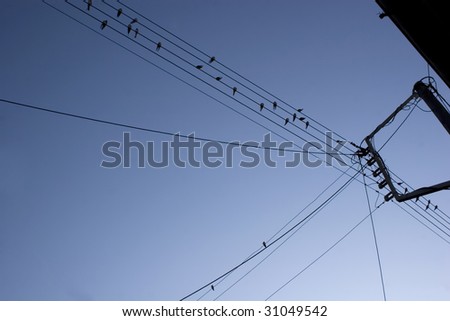 lots of birds on electric wires in greece