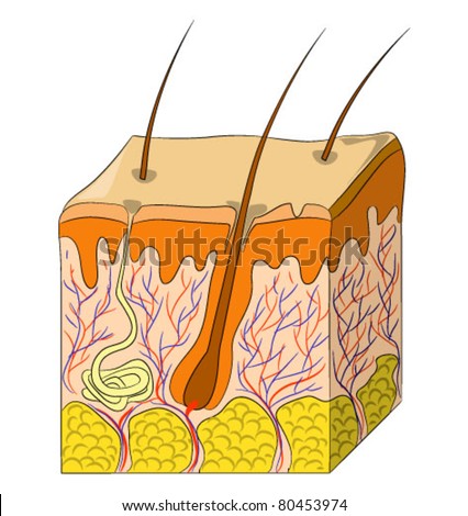 Vector Illustration Of Human Skin Structure - 80453974 : Shutterstock