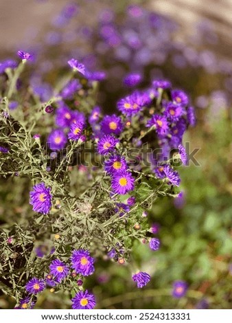 Similar – Foto Bild Herbst-Astern im Sonnenlicht. Sehr weiches Bokeh durch Aufnahme mit Altglaslinse