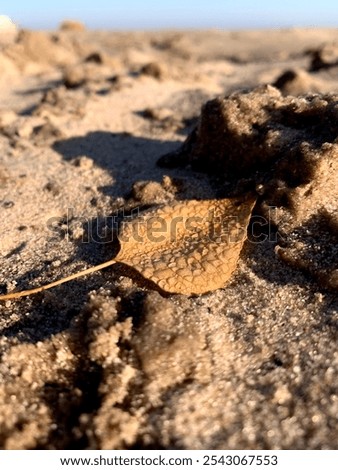 Similar – Image, Stock Photo wet sandy shore on sunny day in beach