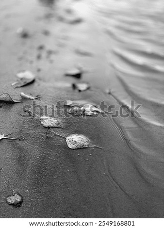 Similar – Image, Stock Photo wet sandy shore on sunny day in beach