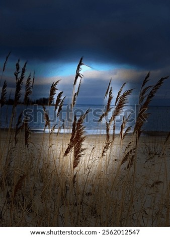 Similar – Foto Bild Schilf im Gegenlicht der Sonne