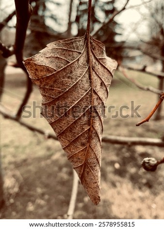 Similar – Image, Stock Photo Lonely curled leaf