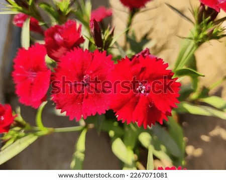 Similar – Image, Stock Photo Flashing lights Plant