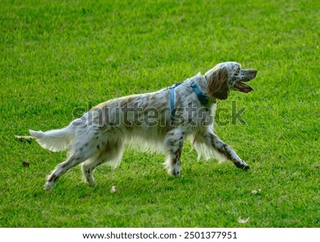 Similar – Image, Stock Photo Cute English Setter in countryside