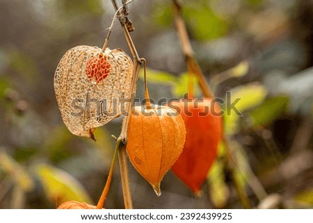 Similar – Foto Bild Nahaufnahme einer Physalis Alkekengi