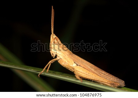 grasshopper Stand up straight!