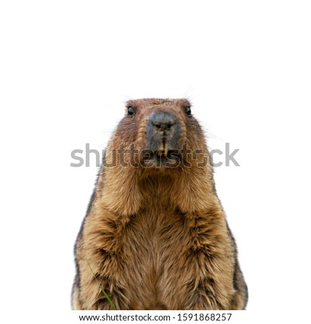 Similar – Image, Stock Photo Gopher Marmot Brown Green