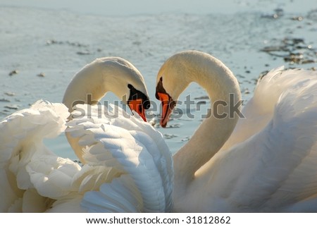 Two swans close together