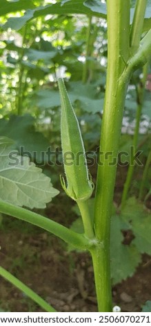 Similar – Image, Stock Photo Stage-ready | indoor plant in the window, framed by light-coloured curtains, photographed from the outside.