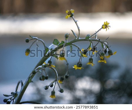 Similar – Image, Stock Photo Frozen branches of chrysanthemum. Green leaves covered with morning frost. Top view. Closeup.