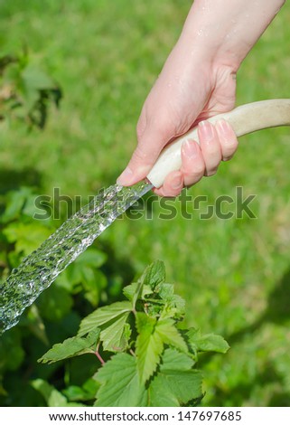 Female hand holding hose and watering plants