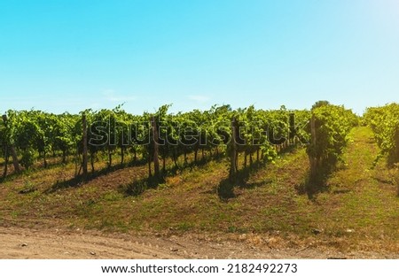 Beautiful vineyards under hot sun in Campania, Italy. Foto d'archivio © 