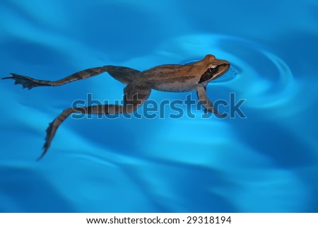 Frog swims in the blue swimming-pool