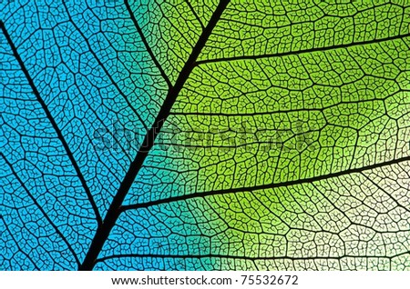 blue-green Leaf structure