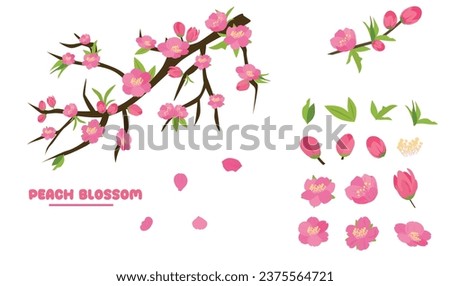 Cartoon peach blossom vector set with flower, leaf, bud, tree branch. Cherry blossom vector. Spring flower.Tet flower. Vietnam traditional new year flower, hoa dao. Flat vector in cartoon style.