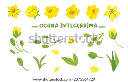 Ochna integerrima  tree branch vector. Ochna flower clip art. Vietnam traditional Tet flower vector, hoa mai. Apricot blossom. Flat vector in cartoon style isolated on white back ground