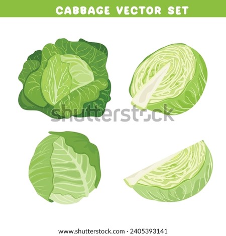 Cabbage vector set. Whole and half of cabbage head. Green leaves plant. Vegetables vector. Flat vector in cartoon style isolated on white background. 