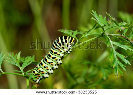 Swallowtail caterpillar eating carrots green