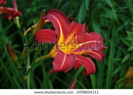 Similar – Image, Stock Photo blooming red lilies with green stems and leaves in the garden