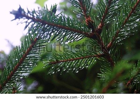 Similar – Image, Stock Photo Conifer branch with raindrops