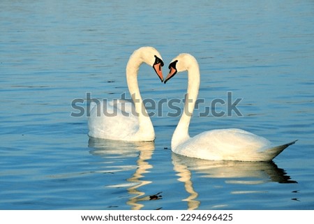 Similar – Image, Stock Photo Two swans on the Tiefen See swim to dinner together