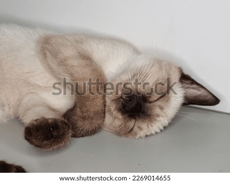 Similar – Image, Stock Photo Sleep very well in your bedstead