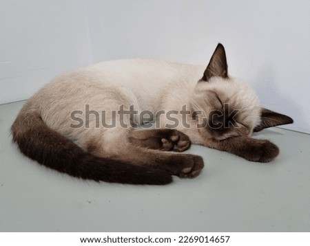 Similar – Image, Stock Photo Sleep very well in your bedstead