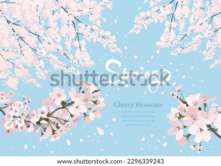 Cherry Blossoms Fluttering in the Clear Sky on a Bright Spring Day