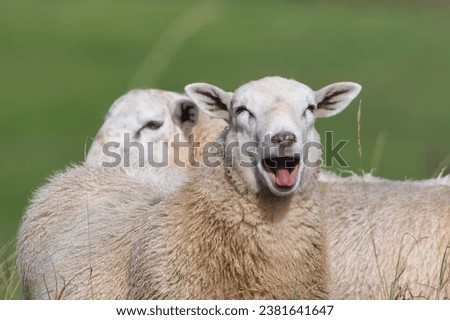 Similar – Image, Stock Photo A flock of sheep in the heath