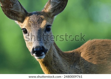 Foto Bild Sehr nahes Portrait einer jungen Frau