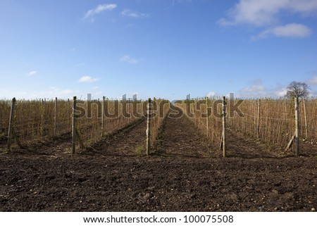 rows of raspberry canes on a commercial fruit farm with bare soil and blue sky in springtime