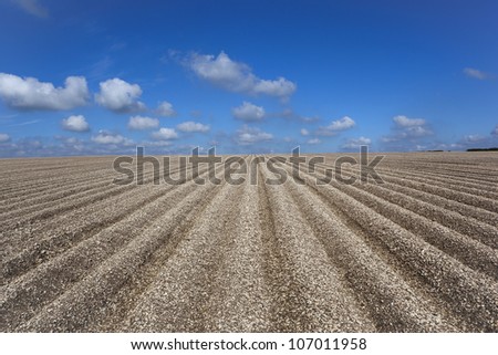 patterns and textures of an agricultural field with chalk soil potato rows under a blue summer sky