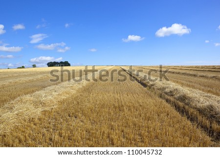 a freshly cut wheat field with pattern texture and lines in a hillside field at harvest time in summer under a blue sky with fluffy white clouds